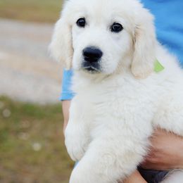 Golden Retriever Puppies from Southland Goldens