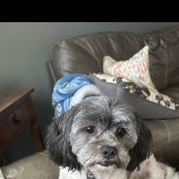 Nancy(nanny dog) - Shihpoo