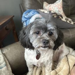 Nancy(nanny dog) - Shihpoo