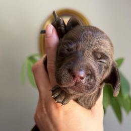 Mr. Peanut butter - Chocolate male Dachshund puppy in Yuba City, California from Mulberry Dachshunds