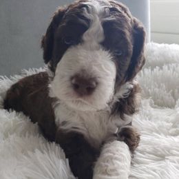 Bernedoodles from Blue Moon Farm