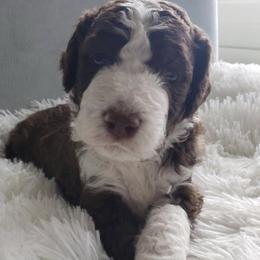 Bernedoodles from Blue Moon Farm