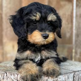 Monty (Montana) Blue - Phantom male Goldendoodle puppy in Twin Falls, Idaho from Magic Valley Family Doodles