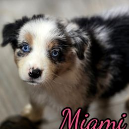 Miami - Blue merle female Australian Shepherd puppy in Albion, Michigan from Northern Lights Aussies (NL Aussies)