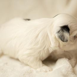 Shih Tzu Puppies from Good Lil Shih Tzu