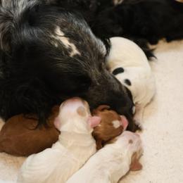 Girl 1 - female English Cocker Spaniel puppy in New Mexico from HighBrassGunDogs