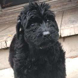 Katniss - Black female Giant Schnauzer puppy in Lithia, Florida from Elegy Kennels