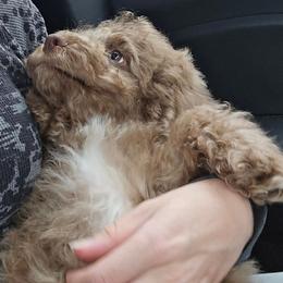 Available Now - Cocoa aka Smiley - Brown Merle - Merle male Cockapoo puppy in Annapolis, Maryland from Teddy Bear Cockapoos