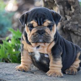 Timmy - Black tri-color male Bulldog puppy in Bradleyville, Missouri from HurstBulldogs