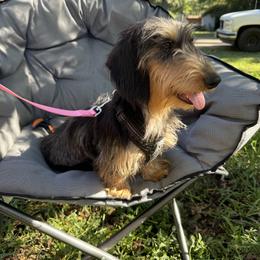 Dany - Dachshund