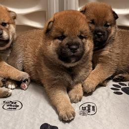 Hanabi - Red male Shiba Inu puppy in Marshall, Minnesota from Tobitatsu Shiba Inu