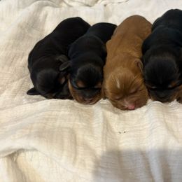 Cavalier King Charles Spaniel puppies from Hickory House Cavaliers