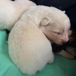 Etta Place - White female Pomsky puppy in Blue Earth, Minnesota from Blue Sky Pomsky
