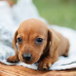 Inferno - Red male Dachshund puppy in Auxvasse, Missouri from Above Par Kennels