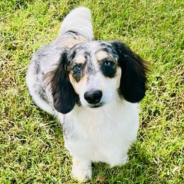 Wilbur - Dachshund