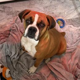 Pistol - Boxer