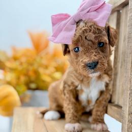 Blondie - Red  female Goldendoodle puppy in Queen Creek, Arizona from Goldendoodle AZ