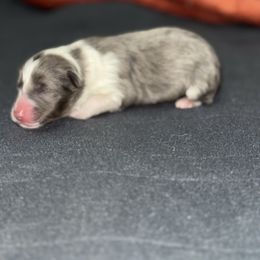 Faline - White blue merle and tan female Shetland Sheepdog puppy in Warren, Texas from Romans 12 Kennels