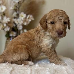 Sugar - Cream male Goldendoodle puppy in Caldwell, Idaho from Leila Pearson