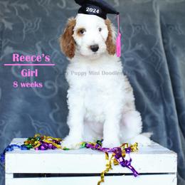 Reese's (Girl) light Pink Collar - Parti Goldendoodle puppy in Corona, California from Fluffy Puppy Mini Doodles LLC
