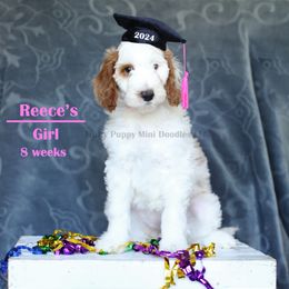 Reese's (Girl) light Pink Collar - Parti Goldendoodle puppy in Corona, California from Fluffy Puppy Mini Doodles LLC