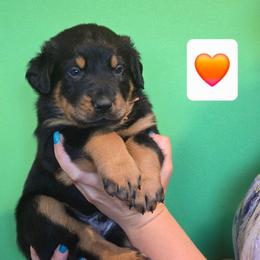 Orange - Black and rust male Beauceron puppy in Batavia, New York from Oakland Beaucerons