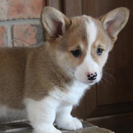 Sandy - Red female Pembroke Welsh Corgi puppy in North Manchester, Indiana from Covered Bridge Corgis
