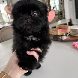 Jackson - Black male Shih Tzu puppy in Rockville Centre, New York from Magnolia Tzus