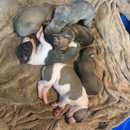 Boy 5 - Sable male Whippet puppy in Corry, Pennsylvania from Sara's Whippets