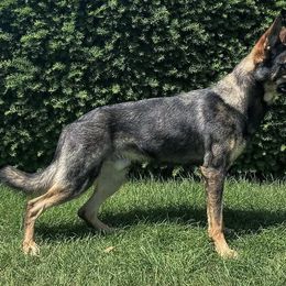 Dante - German Shepherd