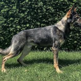 Dante - German Shepherd