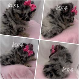 Oreo - Blue merle female Pomeranian puppy in Houston, Texas from MD Bella Pomeranian