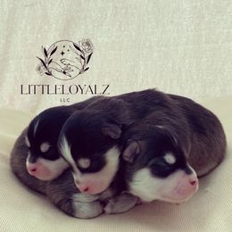 Pomsky Puppies from LittleLoyalzLLC