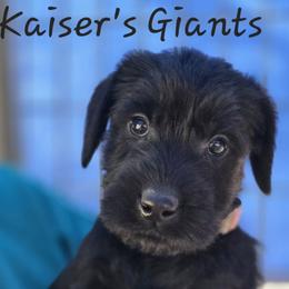 Girl 2 - Black female Giant Schnauzer puppy in Billings (Bil), Montana from Kaiser's Giants