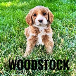Woodstock - Red  male Goldendoodle puppy in Bountiful, Utah from Red Brick Doodles