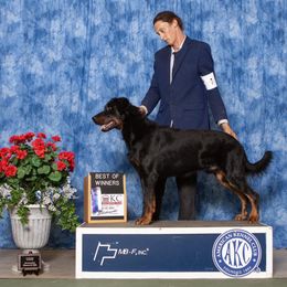Saiko - Beauceron