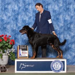 Saiko - Beauceron