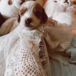 Cavalier King Charles Spaniel and Cavapoo Puppies from Cavapoo Puppy Parade