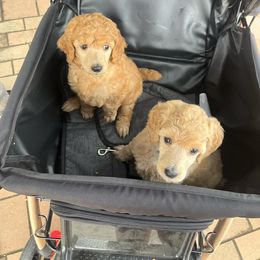 Poodle Puppies from Pawsable Prospects
