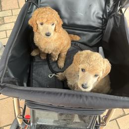 Poodle Puppies from Pawsable Prospects