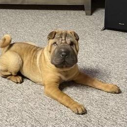 Chinese Shar-Pei All Grown Up from Bilderbear Shar-Pei