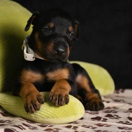 Victory - Black and rust female Doberman Pinscher puppy in Overton, Texas from Obsidian Kennel