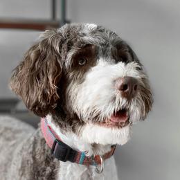 Sophie - Portuguese Water Dog
