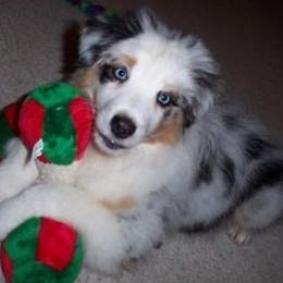 Australian Shepherds and Lakeland Terriers from Susan Harris