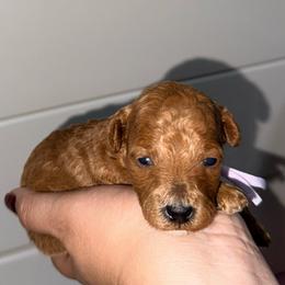 Praline - Apricot female Goldendoodle puppy in Miami, Florida from Haus of Pawz