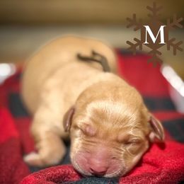 Boy 6 - male Labrador Retriever puppy in Franklin, Virginia from Oak Hollow Retrievers