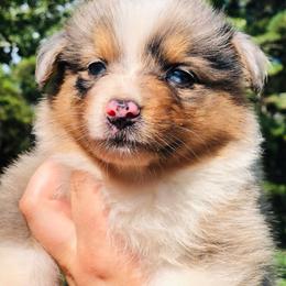 AKC Fire Cracker - Blue merle female Australian Shepherd puppy in Tallapoosa, Georgia from Foxhaven Farms Aussies
