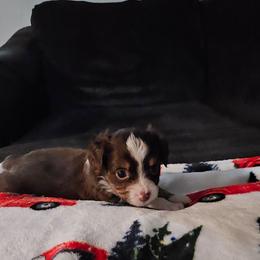 Male 3 - Red tri male Toy Australian Shepherd puppy in Missouri from MadCat Toy Aussies
