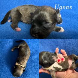 Ugene - Cream male Lhasa Apso puppy in Cincinnati, Ohio from Shangri-La Lhasa Apsos