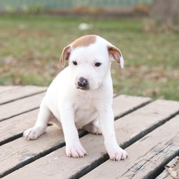 Ranger - Tan and white male Jack Russell Terrier puppy in West Bend, Iowa from Blue Skies Terriers
